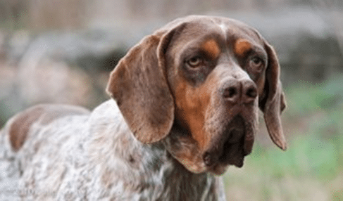 O maior cachorro do mundo: saiba quais são as raças gigantes