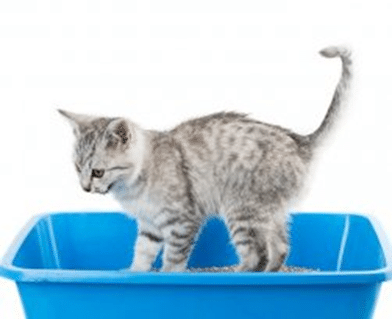 Caixa de areia para gatos: saiba escolher a melhor opção